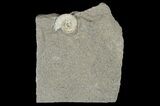 Ammonite (Promicroceras) Fossil - Lyme Regis #166643-3